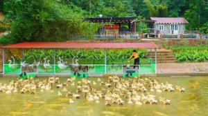 Достроила курятник для выращивания гусей, уток и мускусных гусят. Серия 41. Ли Фук Ви