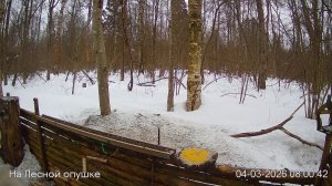 LIVE: На лесной опушке. Природа онлайн