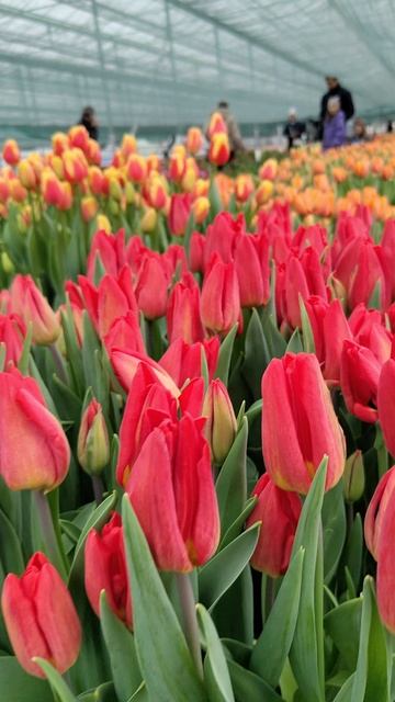 Эти весенние цветы скоро будут радовать всех женщин нашей страны.