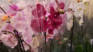 В Лемана ПРо за орхидеями по уценке.Небольшая закупка