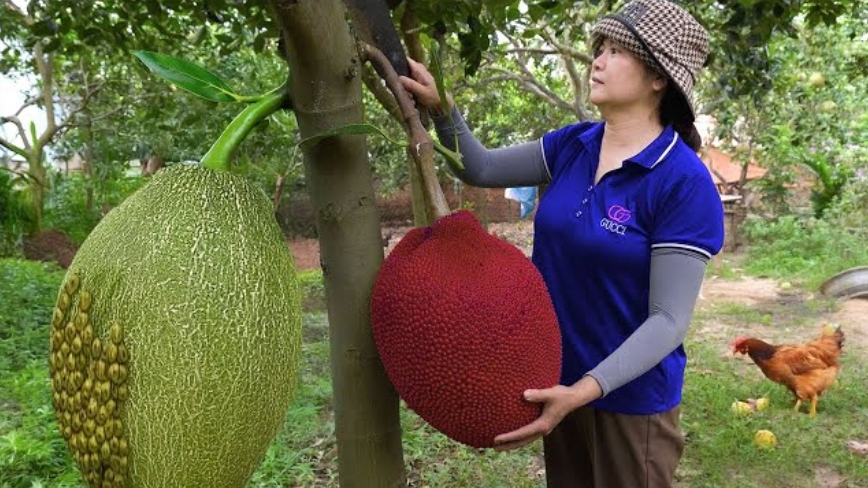 Девушка в одиночку собирает джекфрут для продажи на рынке. Сельская жизнь.