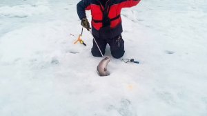 Запуск от 04.03.2026