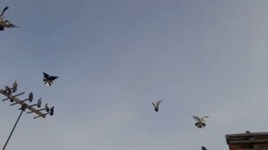 Николаевские голуби 02.03.26 г