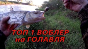 Ловля голавля. Голавль атакует 36. Поклевки голавля на спиннинг.