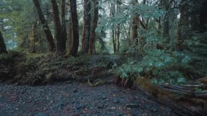 Расслабляющая прогулка под дождем у озера Кресент в национальном парке.