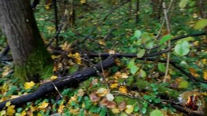 "Дождливый лес"