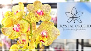 Магазин Орхидей CRYSTAL ORCHID. Ищем Интересное, ЗОВЁМ ВЕСНУ! Обзор Не-Поставки?