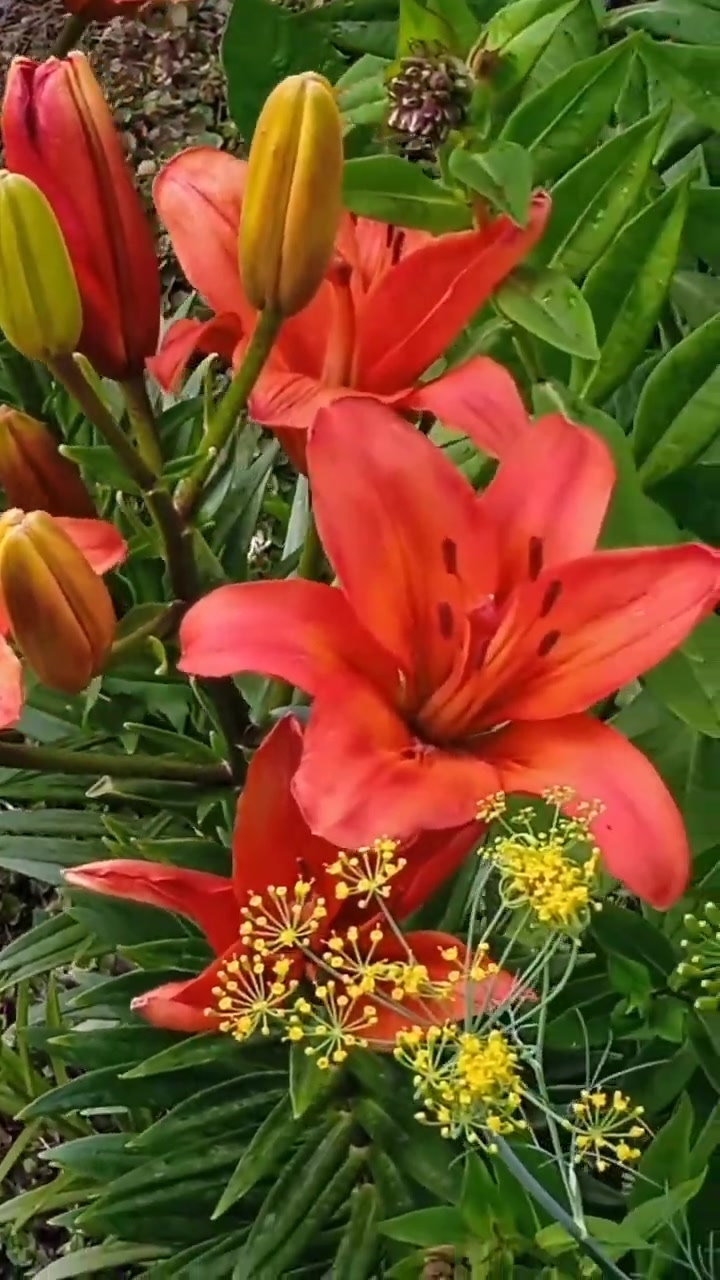 Красивые лилии и лилейники!😍 04-03-2026