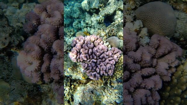 Красное море, подводный мир