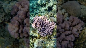 Красное море, подводный мир