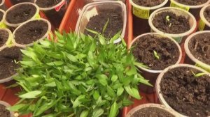 ПОСЕВЫ 2026-39.  Сладкий перец сею очень просто,  РОССЫПУХОЙ.