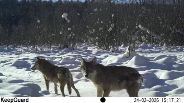 Пара волков в заповеднике "Кивач". 24.02.2026