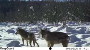 Пара волков в заповеднике «Кивач». 24.02.2026