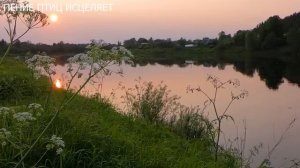 Ночные трели соловья