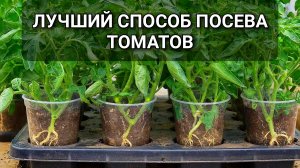 Я испортил кучу семян томатов, пока не узнал про этот способ посева томатов на рассаду 🌱🍅