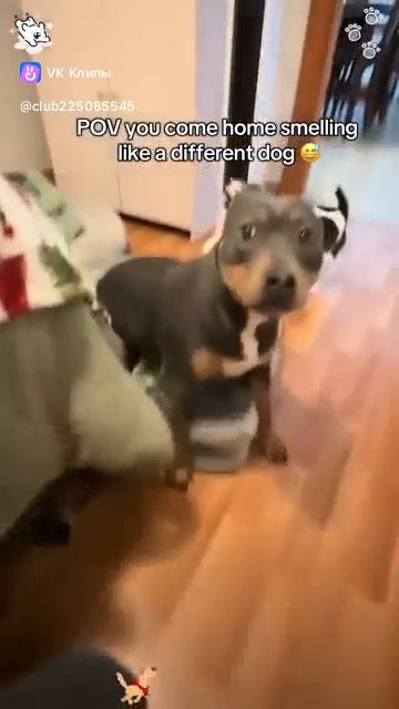 Приколы с животными