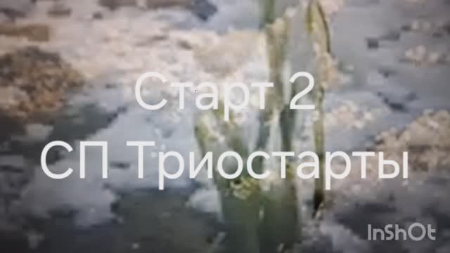 СП Триостарты. Старт 2.тема Цветик семицветик