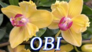 №1177/ СВЕЖИЕ красивые ОРХИДЕИ к 8 МАРТА в OBI. ( ДОМ  Лента) г. Краснодар