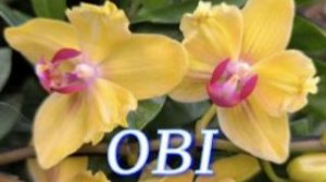 №1177/ СВЕЖИЕ красивые ОРХИДЕИ к 8 МАРТА в OBI. (Лента ДОМ)