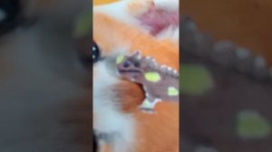 пермский зоопарк ящирецы и риптилии