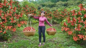 Собираю плоды личи в высокогорье и несу их на рынок продавать. Нхат. Вьетнам