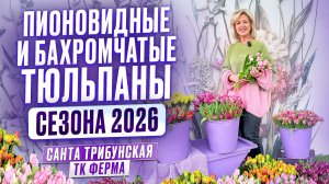 Обзор пионовидных и бахромчатых сортов тюльпанов