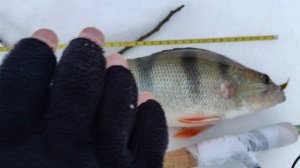 Обстановка на Москвареке. 04.03.2026. д.Рыбаки.