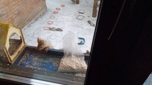 уборка зоопарка