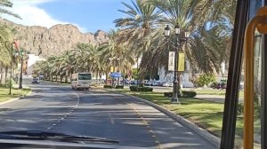 Сколько здесь пушистых пальм!