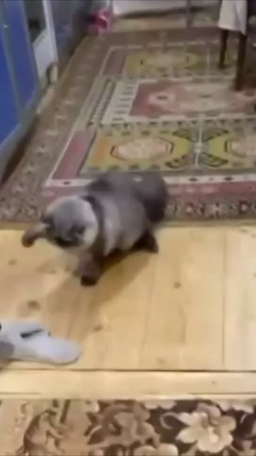 Смешные коты #113-6