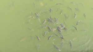 Покормим рыбок?