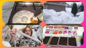 Ой! что творится !🤦Жарю сырники и сею перцы с петуниями🏵️ Кудри по новому.