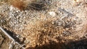 1 марта Прогулка по саду