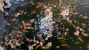 Пруд в гараже.Зима прошла.Подводим итоги