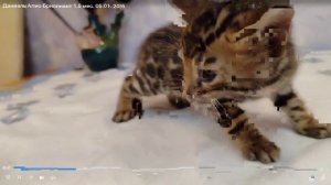 Котята питомника кошек  АЛИС-БРИЛЛИАНТ