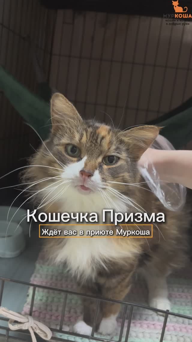 Призма ждёт вас в приюте #Муркоша