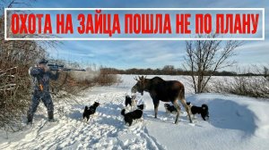охота на зайца пошла не по плану. Лось затоптал собак
