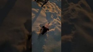 Вечерняя прогулка