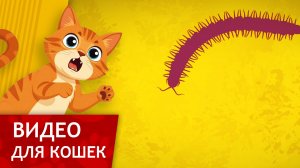 Видео для Кошек - Поймай многоножку (Развлеки своего кота)
