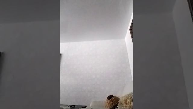 Гороскоп в дому Фильм