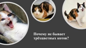 Биология. Генетика пола.151 группа-6.03.26.551-12.03.26,"221-13.03.26