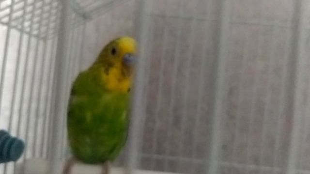 учимся говорить. попугай Кеша