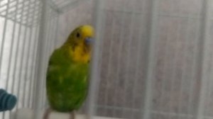 учимся говорить. попугай Кеша