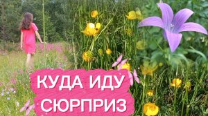 Луговые цветы. Куда иду- сюрприз...