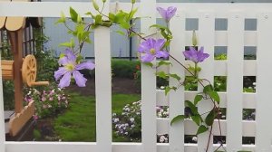 Шпалеры для плетистых роз и клематисов моими руками.