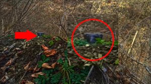 Странные животные в глухом лесу обитают | Страшный зверь