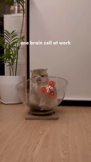 Когда вкачал все навыки в упорство, но не в интеллект