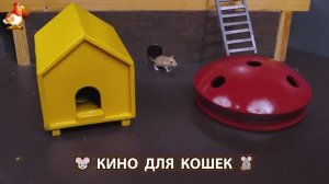 Видео для кошек про крысок развлекать питомцев 🐭🐀😂 (474)