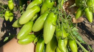 Урожай 2025 г.