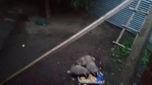 рубрика, архивные видео про барсучат